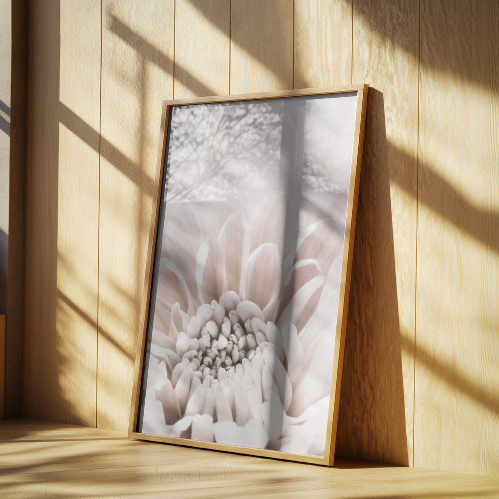 Chrysanthemum No 06 Poster och Canvastavla