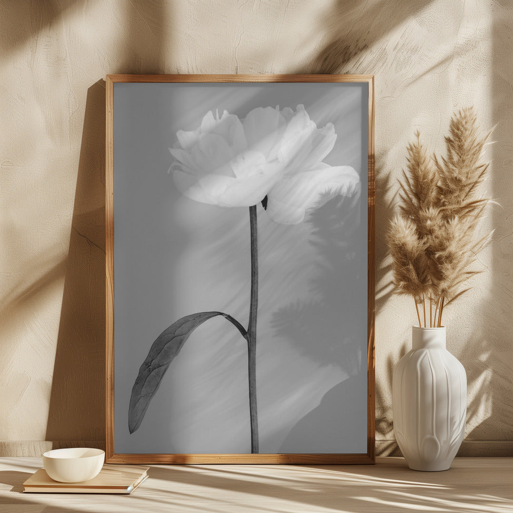 Peony 14 Poster och Canvastavla