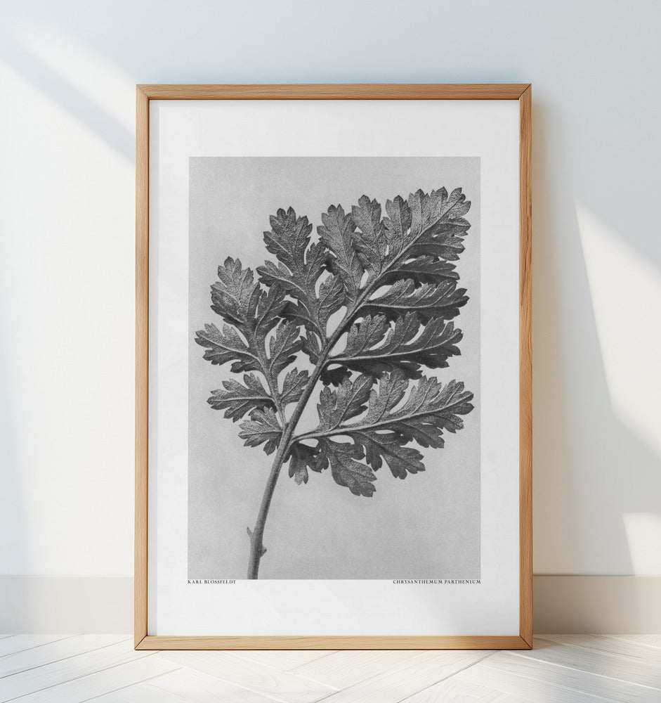 Chrysanthemum parthenium Poster och Canvastavla