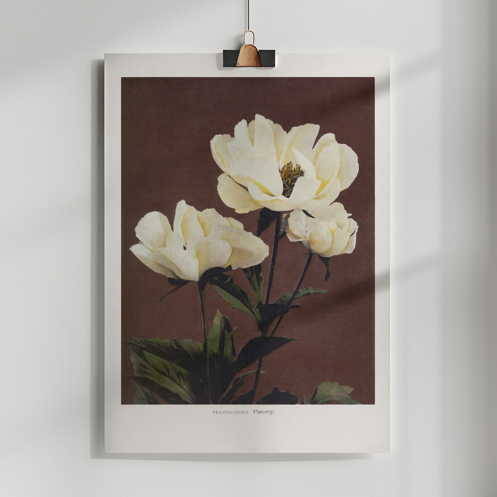 Hærdaceous Peony Poster och Canvastavla