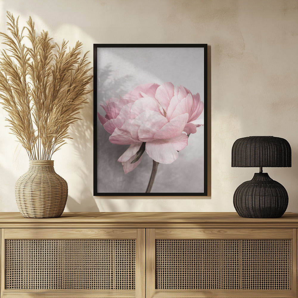 Peony Poster och Canvastavla
