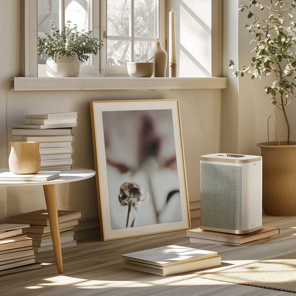 Peony 22 Poster och Canvastavla