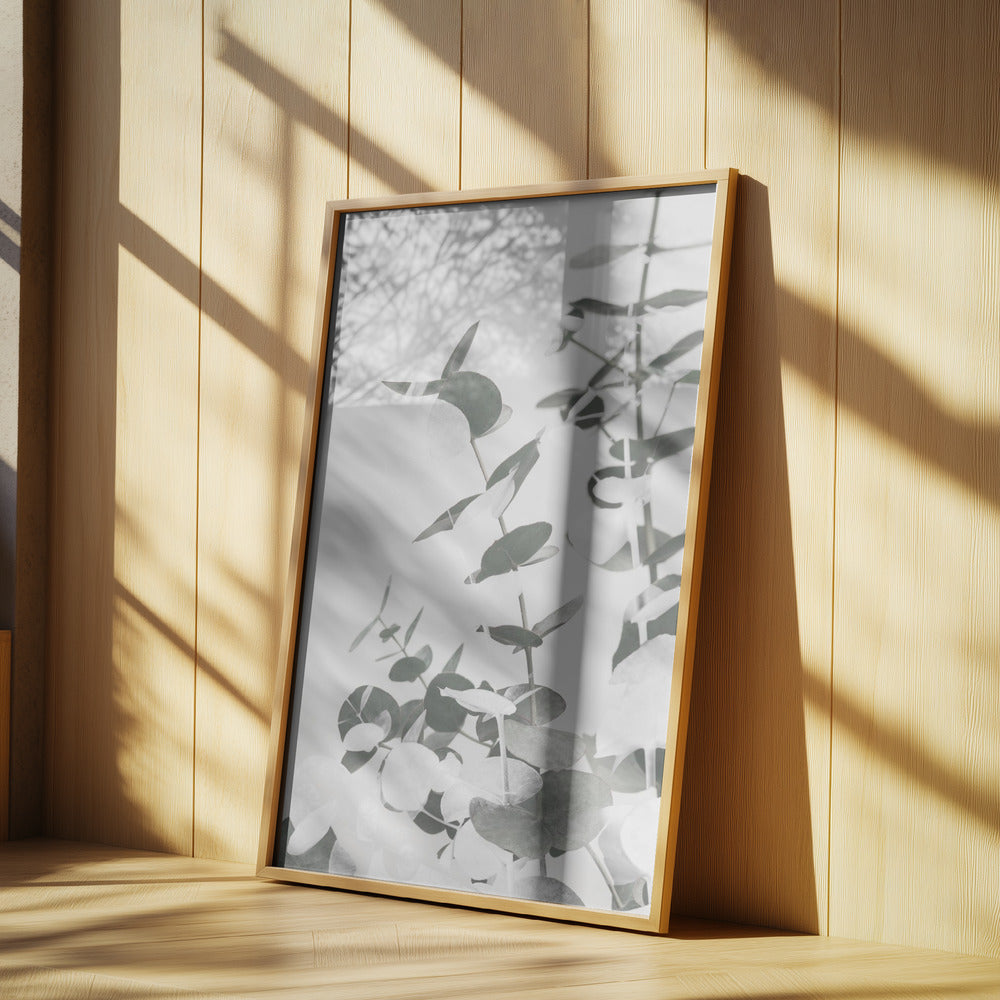 Eucalyptus Creative 10 Poster och Canvastavla