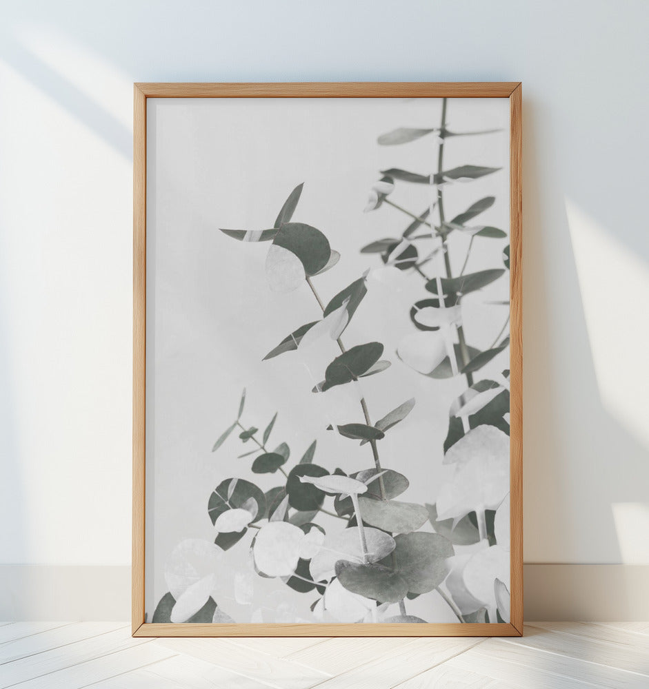 Eucalyptus Creative 10 Poster och Canvastavla