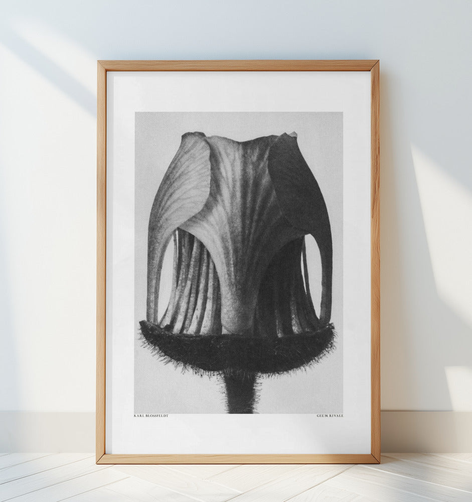 Geum Rivale Poster och Canvastavla