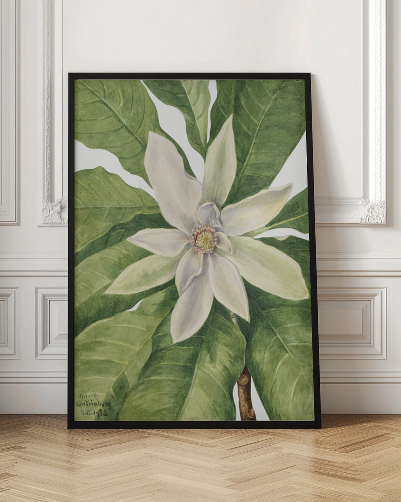 Umbrella Tree (1932) Poster och Canvastavla