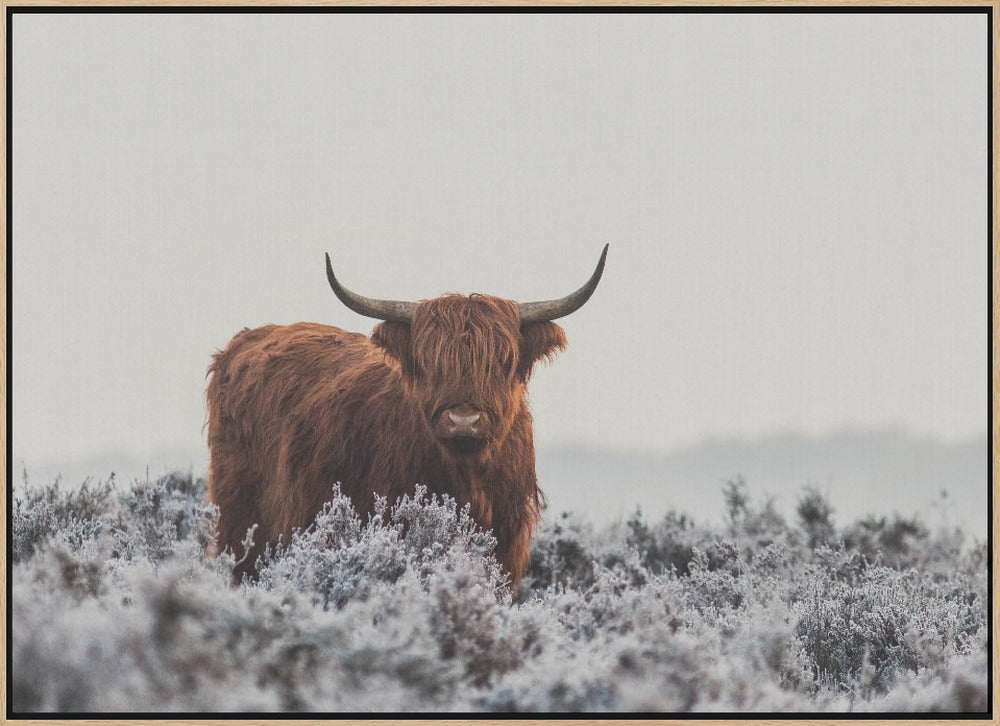 Highlander Poster och Canvastavla