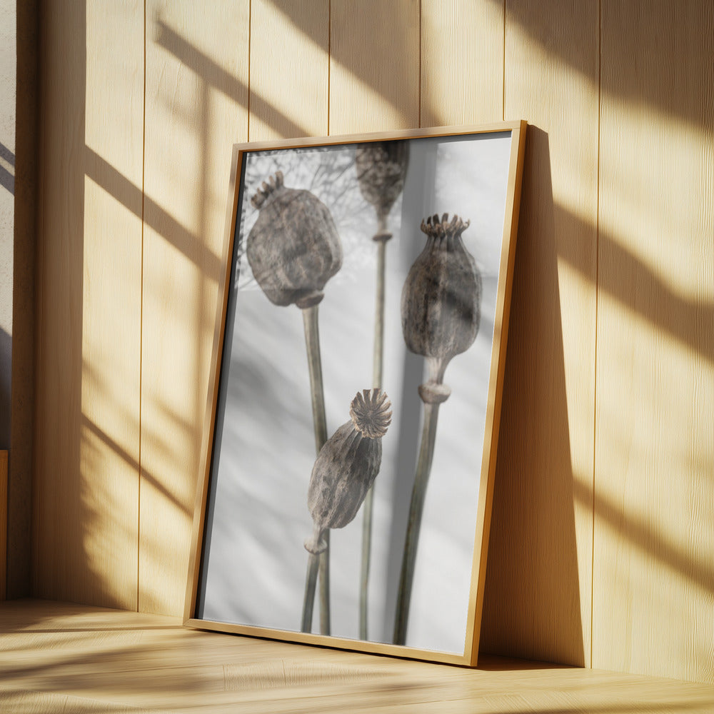 Dried_006 Poster och Canvastavla