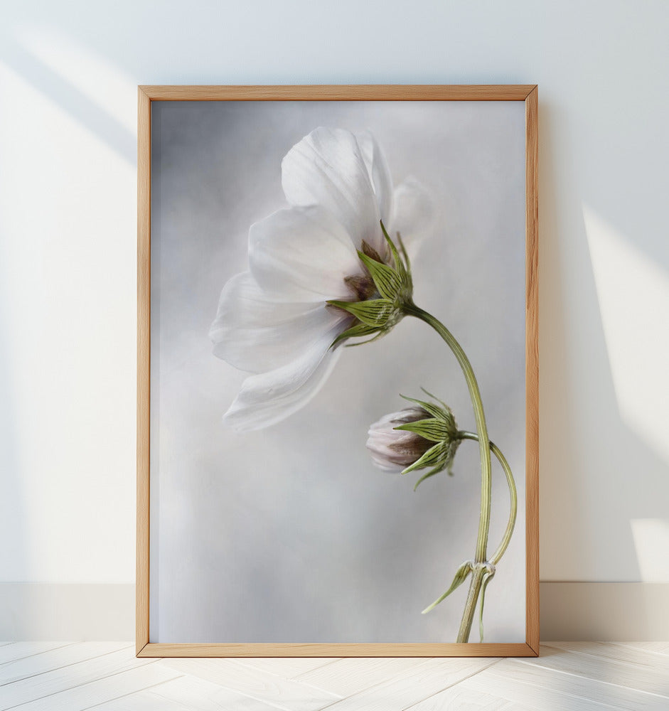 Heavenly Cosmos Poster och Canvastavla