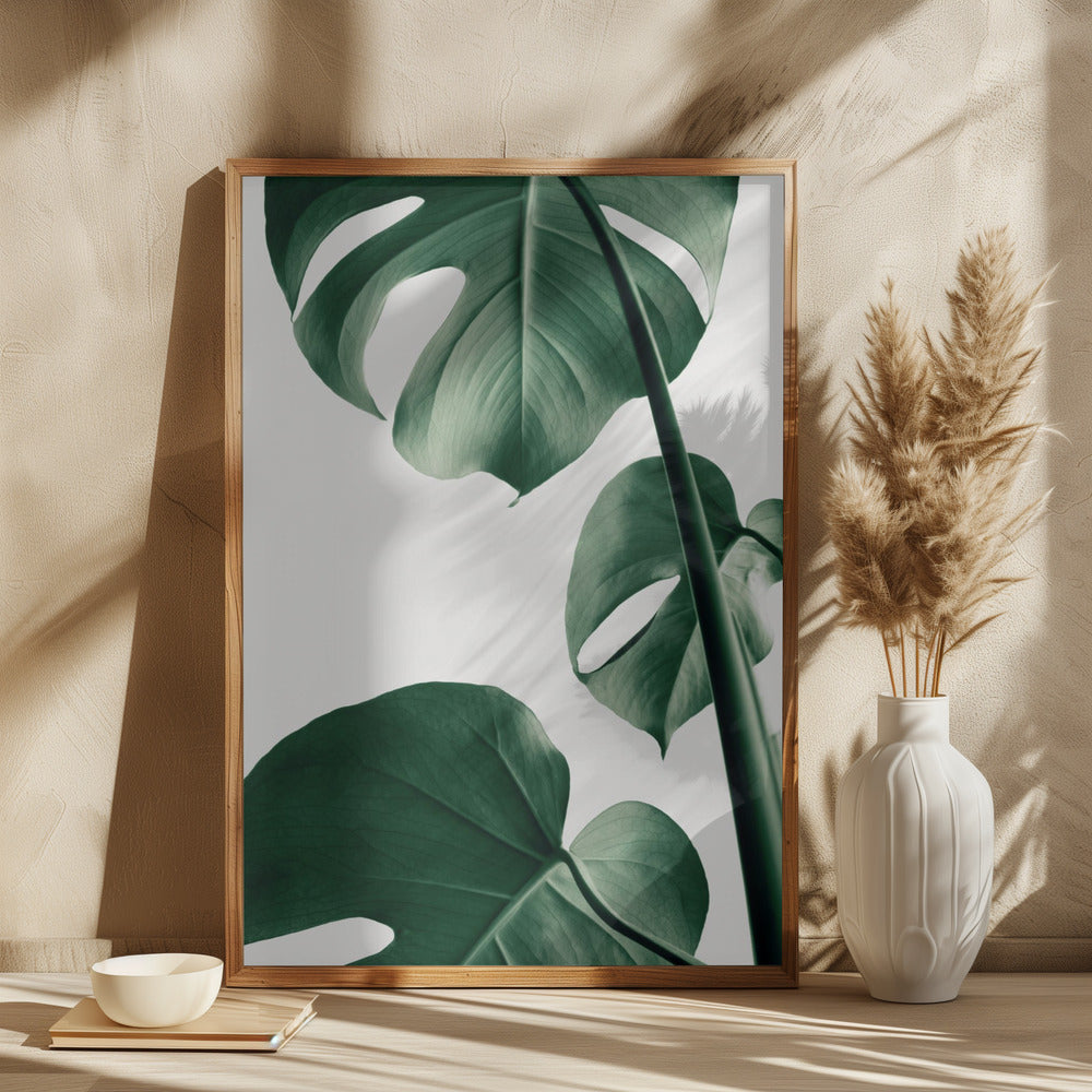 Monstera Natural 37 Poster och Canvastavla