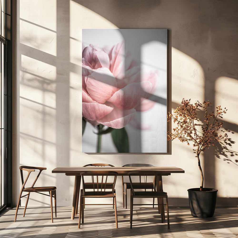 Peony 3 Poster och Canvastavla