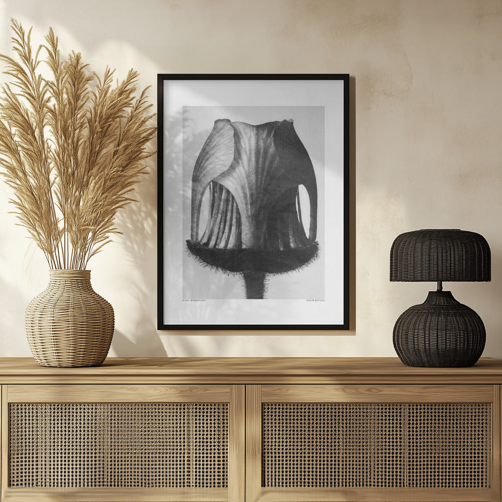 Geum Rivale Poster och Canvastavla