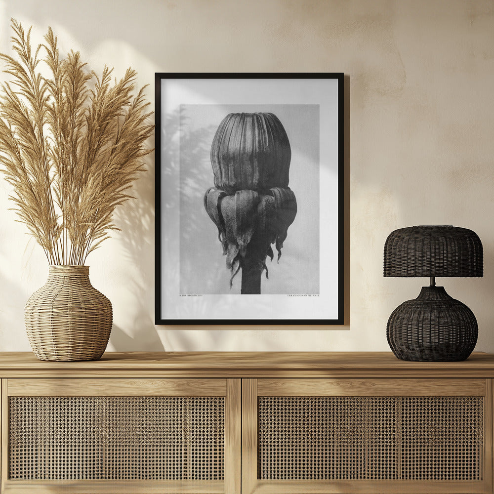 Taraxacum Officinale Poster och Canvastavla