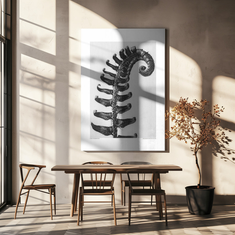 Polystichum Munitum Poster och Canvastavla