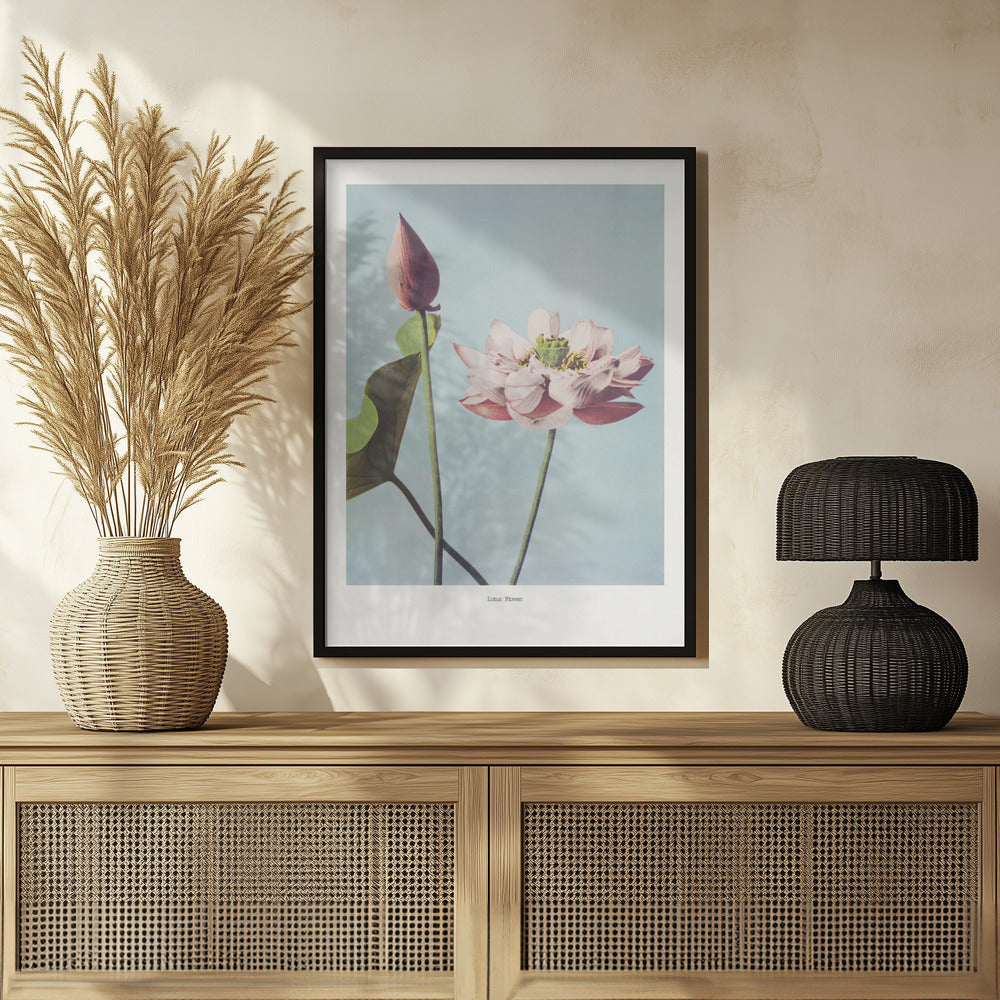 Lotus Flowers Poster och Canvastavla