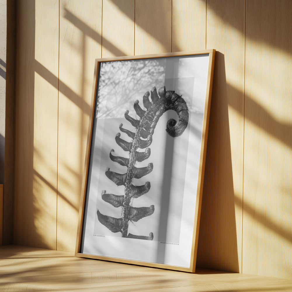 Polystichum Munitum Poster och Canvastavla