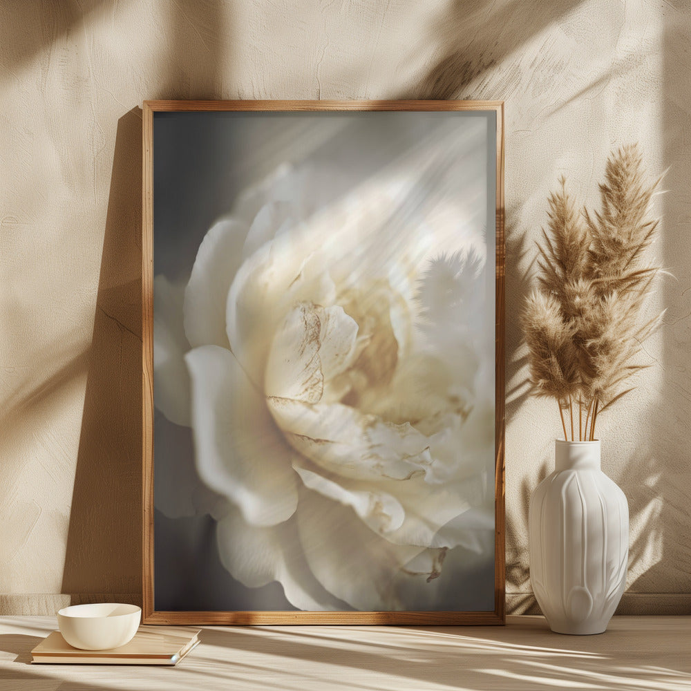 Peonyinsoftlight Poster och Canvastavla