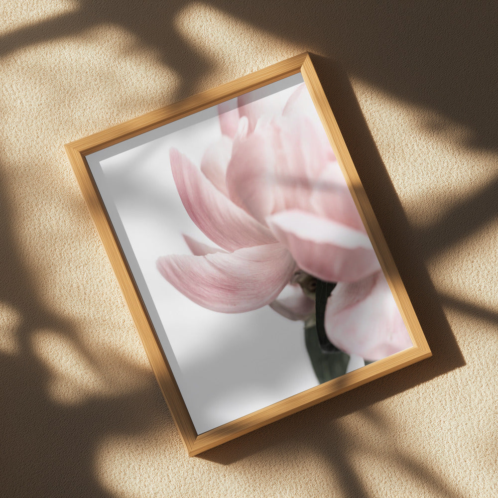 Peony 2 Poster och Canvastavla