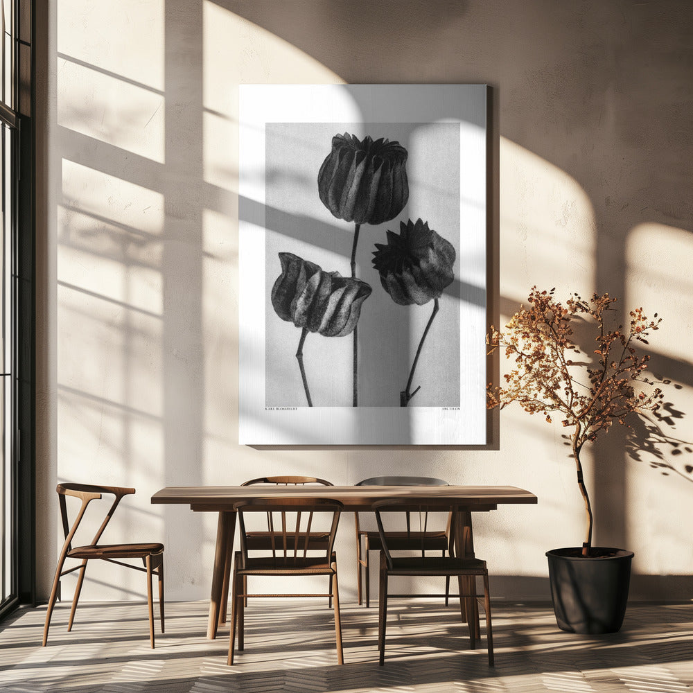 Abutilon (Lime Mallow Poster och Canvastavla