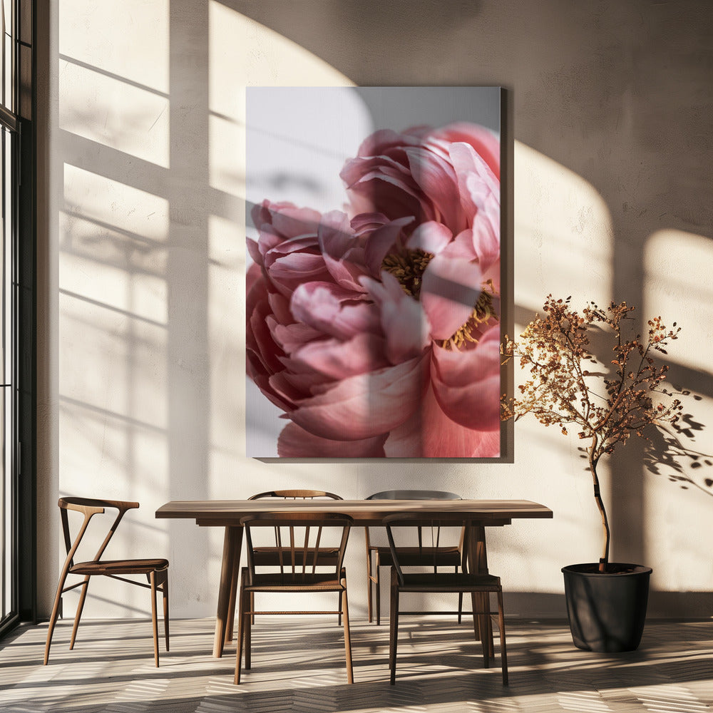 Peony Poster och Canvastavla