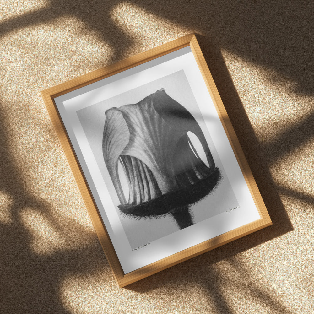 Geum Rivale Poster och Canvastavla