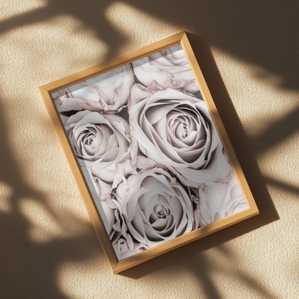 Grey Roses No 01 Poster och Canvastavla