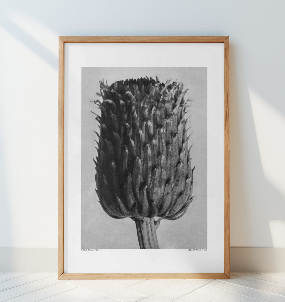 Cirsium Canum (Thistle) Poster och Canvastavla