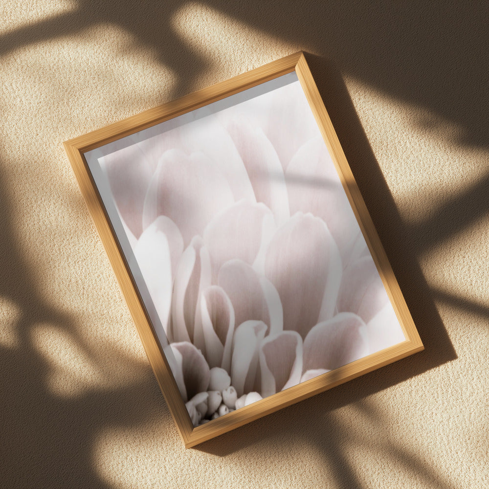 Chrysanthemum No 03 Poster och Canvastavla