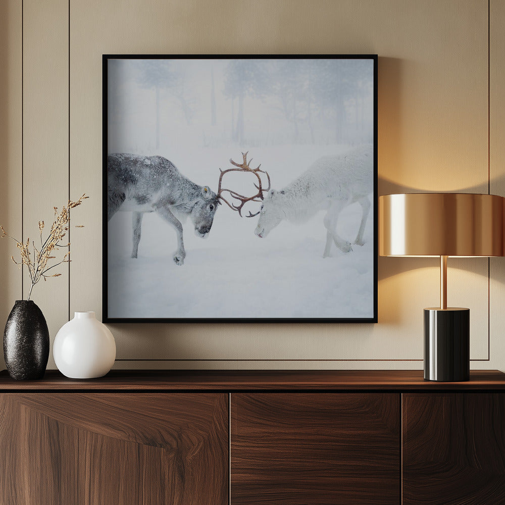 Reindeer in Arctic Winter Poster och Canvastavla