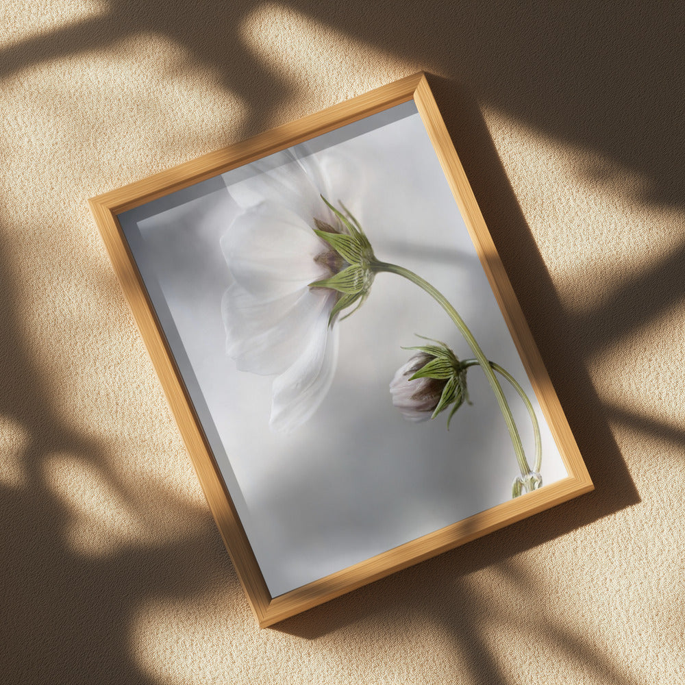 Heavenly Cosmos Poster och Canvastavla