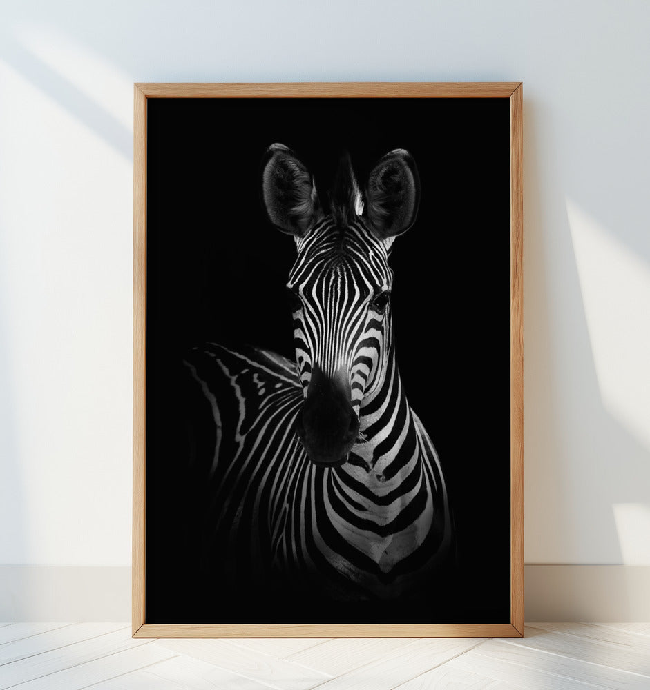 The Zebra Poster och Canvastavla