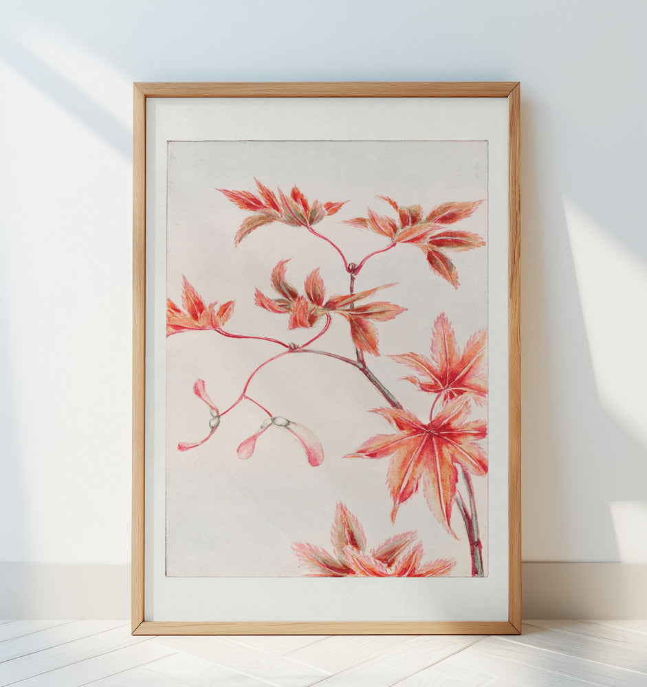 Branch of Momiji Maple Tree With Leaves and Seeds During 1870–1880 Poster och Canvastavla