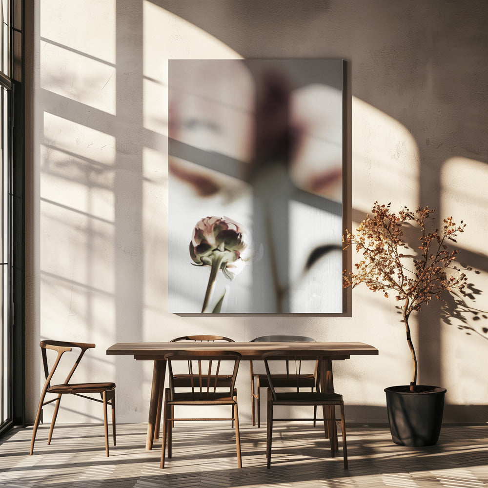 Peony 22 Poster och Canvastavla