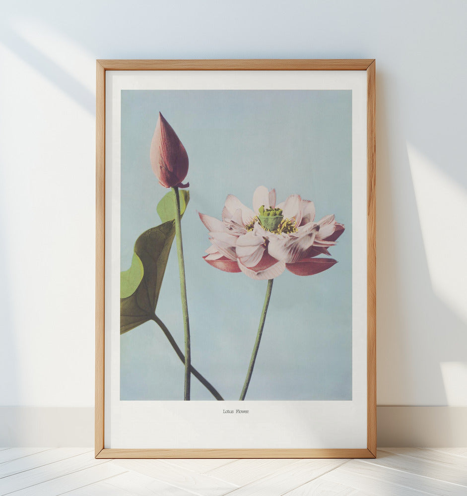 Lotus Flowers Poster och Canvastavla