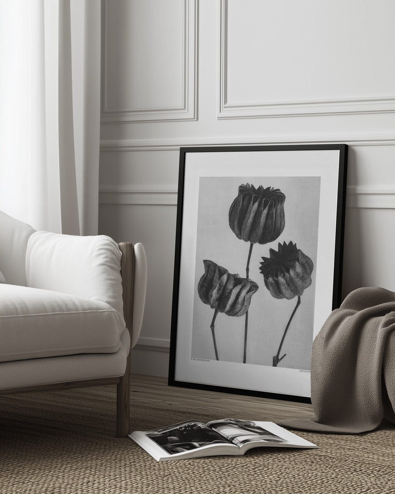 Abutilon (Lime Mallow Poster och Canvastavla