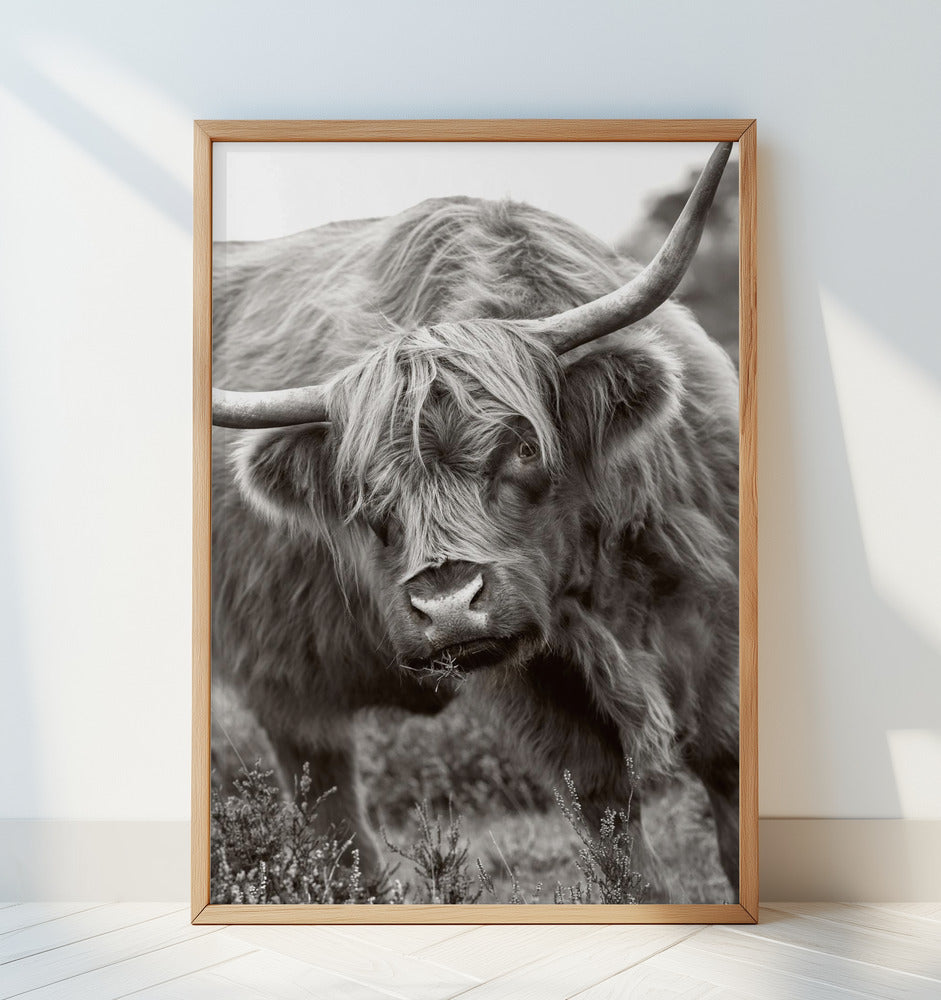 The Bull Poster och Canvastavla