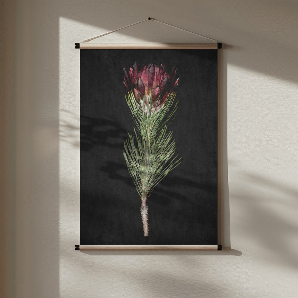 Protea Poster och Canvastavla
