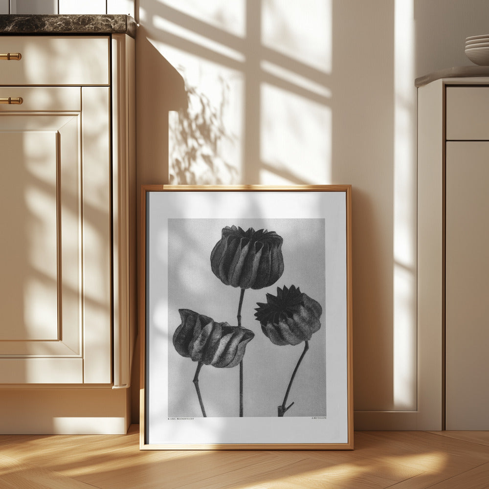 Abutilon (Lime Mallow Poster och Canvastavla