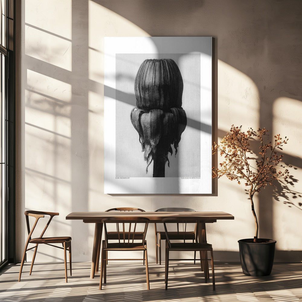 Taraxacum Officinale Poster och Canvastavla