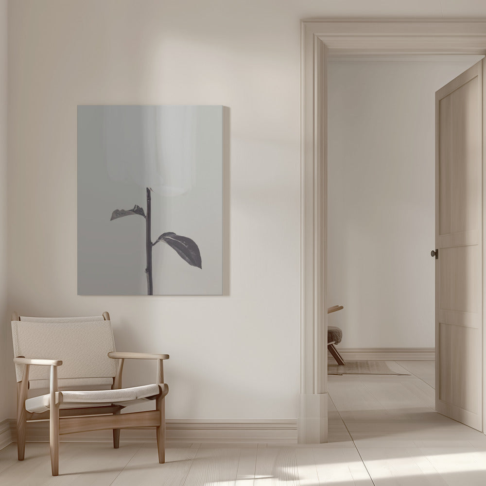 Peony 18 Poster och Canvastavla