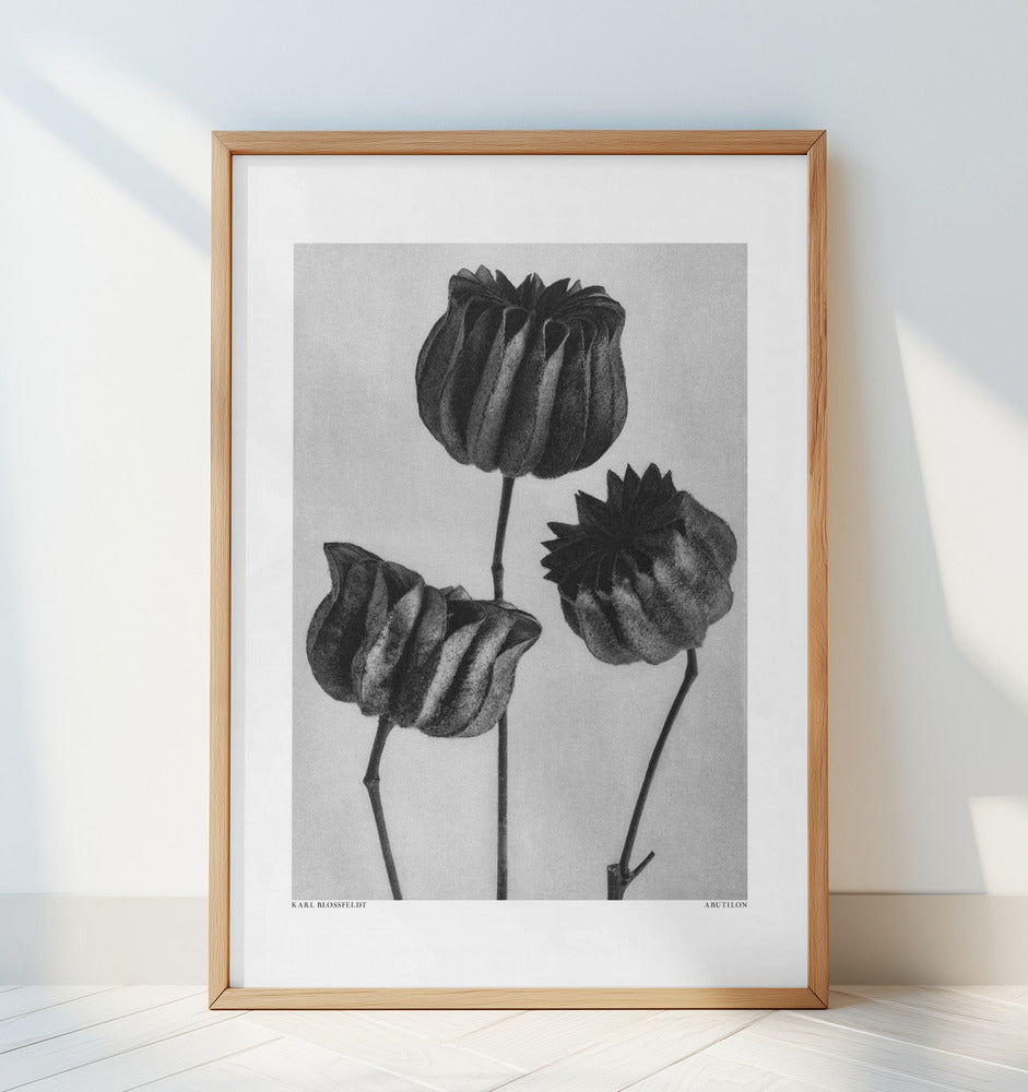 Abutilon (Lime Mallow Poster och Canvastavla