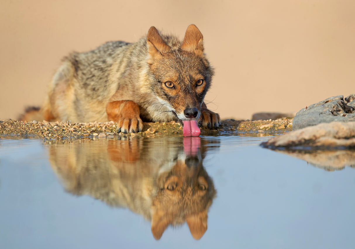 Golden Jackal Poster och Canvastavla