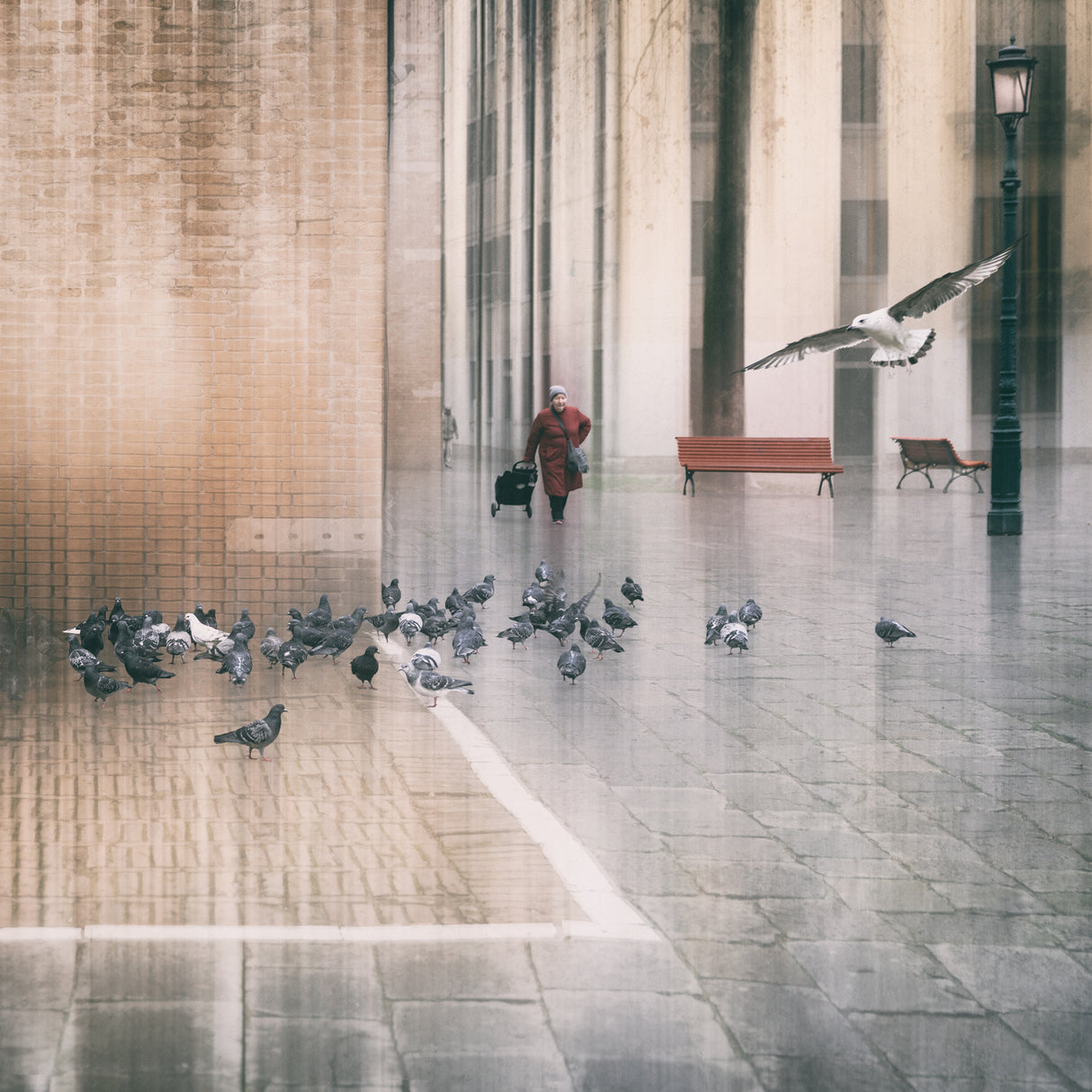 the pigeon mother Poster och Canvastavla