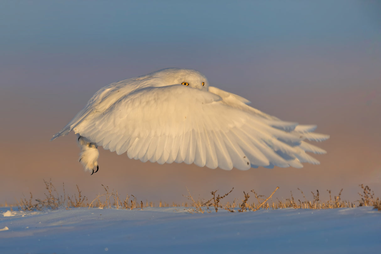Snowy Owl Poster och Canvastavla