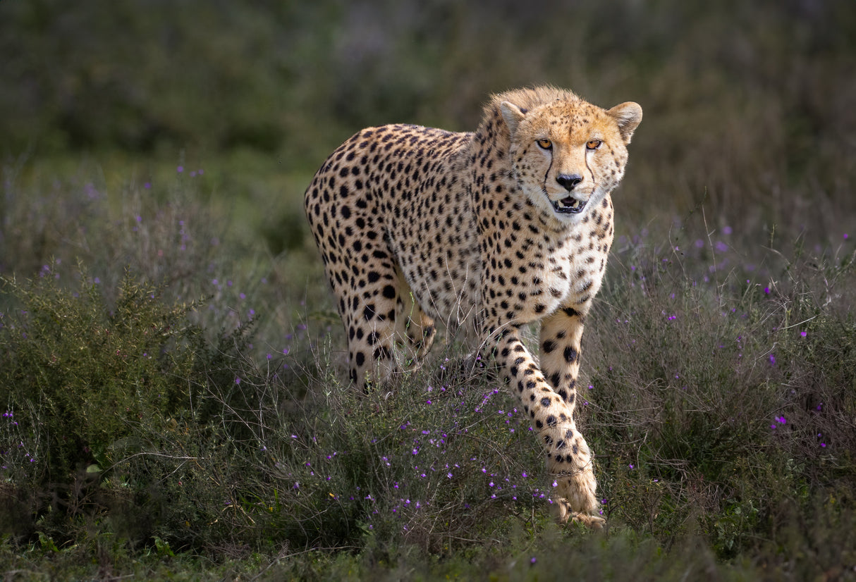 There is beauty in the hunt Poster och Canvastavla