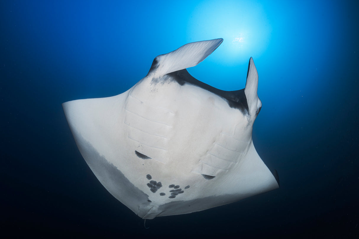 Océanic Manta Ray Poster och Canvastavla