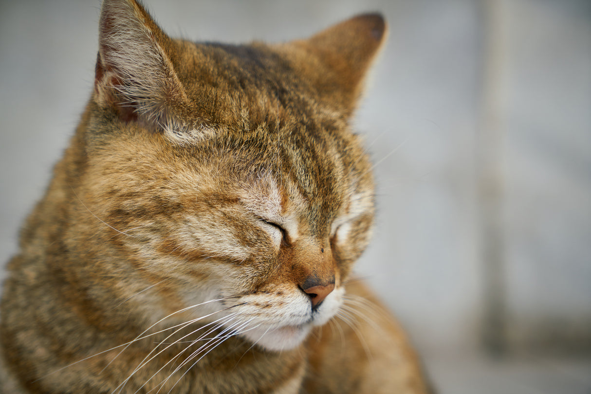 tabby cat Poster och Canvastavla