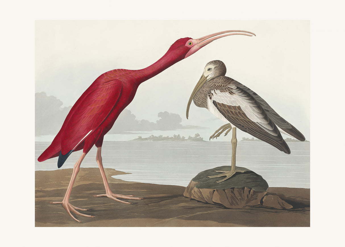 Scarlet Ibis From Birds of America (1827) Poster och Canvastavla