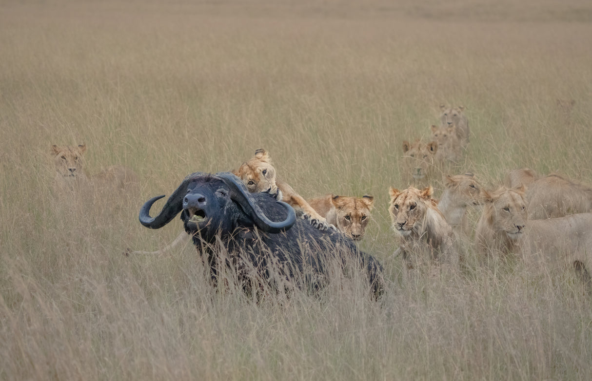 Lion Hunting Poster och Canvastavla