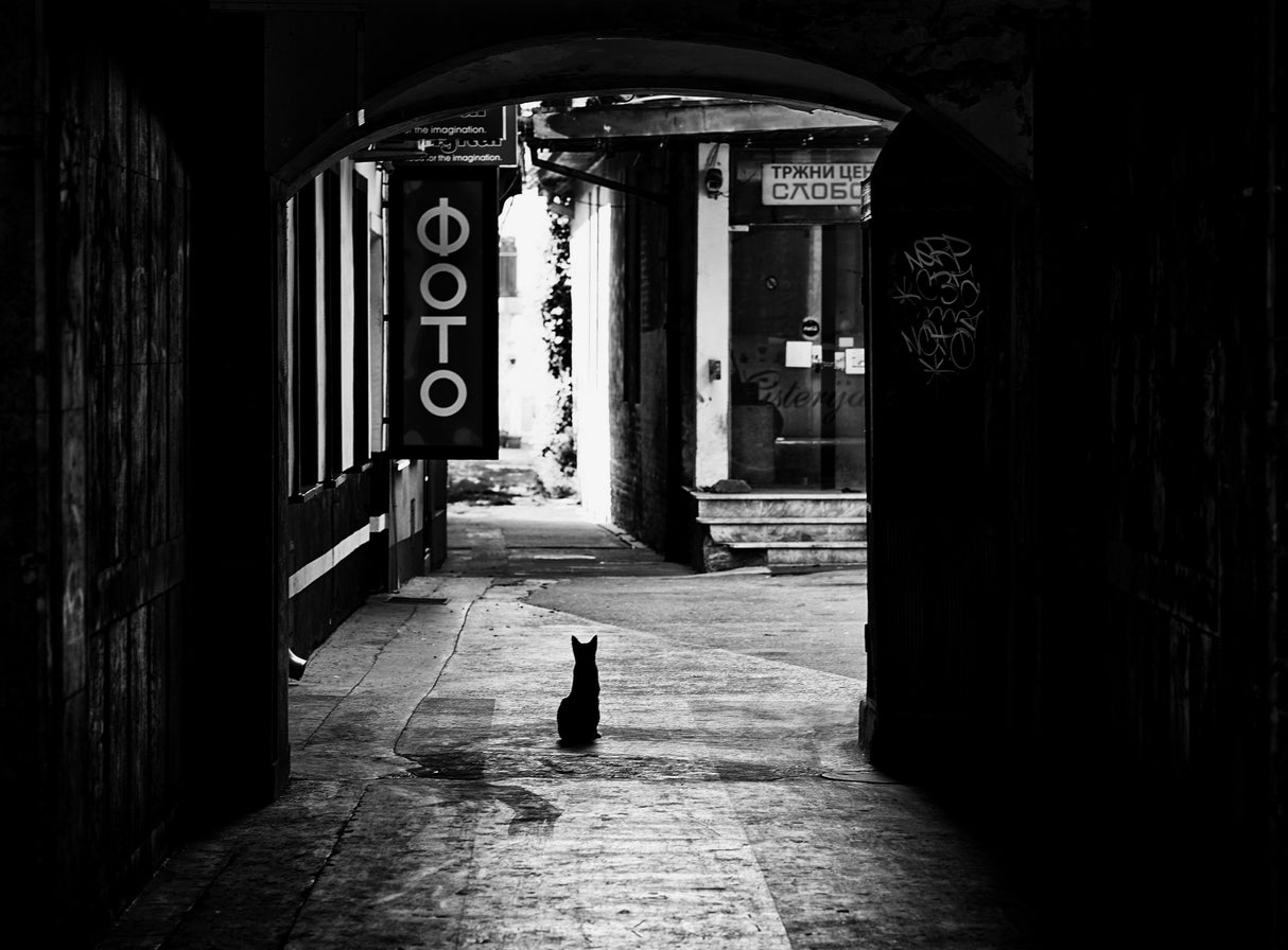 Life in passage or black cat on my way Poster och Canvastavla